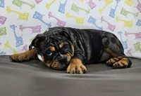 Laylah , a female English Bulldog for sale in Delta, OH – Photo 7 of 10