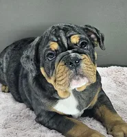 Laylah , a female English Bulldog for sale in Delta, OH – Photo 1 of 10