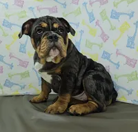 Laylah , a female English Bulldog for sale in Delta, OH – Photo 9 of 10