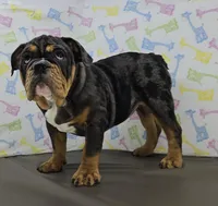 Laylah , a female English Bulldog for sale in Delta, OH – Photo 3 of 10