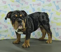 Laylah , a female English Bulldog for sale in Delta, OH – Photo 8 of 10