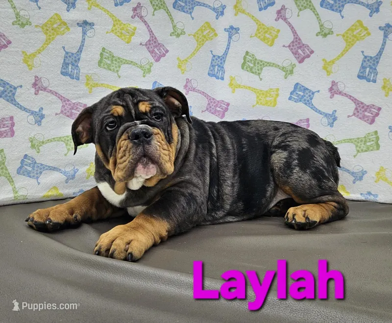 Laylah  – English Bulldog puppy for sale in Delta, OH