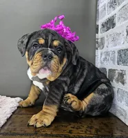 Laylah , a female English Bulldog for sale in Delta, OH – Photo 9 of 10