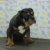 Laylah , a female English Bulldog for sale in Delta, OH – Photo 5 of 10