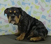 Laylah , a female English Bulldog for sale in Delta, OH – Photo 6 of 10