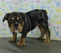 Laylah , a female English Bulldog for sale in Delta, OH – Photo 10 of 10