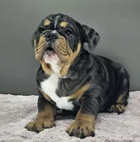 Laylah , a female English Bulldog for sale in Delta, OH – Photo 2 of 10