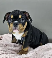 Jazzy, a female English Bulldog for sale in Delta, OH – Photo 3 of 10