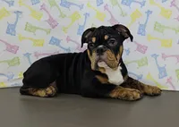 Jazzy, a female English Bulldog for sale in Delta, OH – Photo 7 of 9