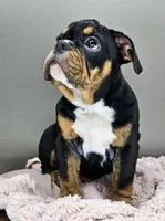 Jazzy, a female English Bulldog for sale in Delta, OH – Photo 6 of 10