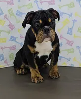 Jazzy, a female English Bulldog for sale in Delta, OH – Photo 4 of 9