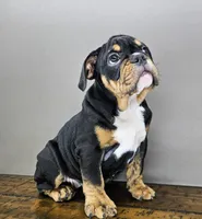 Jazzy, a female English Bulldog for sale in Delta, OH – Photo 10 of 10