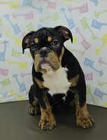 Jazzy, a female English Bulldog for sale in Delta, OH – Photo 3 of 9