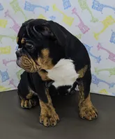 Jazzy, a female English Bulldog for sale in Delta, OH – Photo 2 of 9