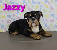 Jazzy, a female English Bulldog for sale in Delta, OH – Photo 6 of 9
