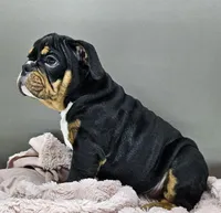 Jazzy, a female English Bulldog for sale in Delta, OH – Photo 9 of 10