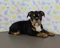 Jazzy, a female English Bulldog for sale in Delta, OH – Photo 8 of 9