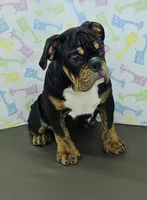 Jazzy, a female English Bulldog for sale in Delta, OH – Photo 5 of 9