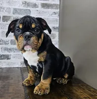 Jazzy, a female English Bulldog for sale in Delta, OH – Photo 8 of 10