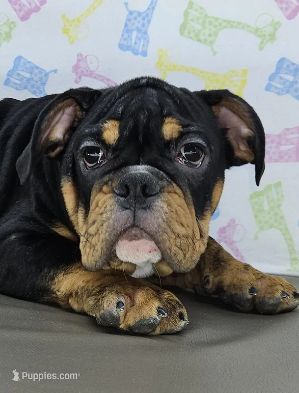 Jazzy – English Bulldog puppy for sale in Delta, OH