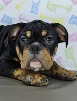 Jazzy, a female English Bulldog for sale in Delta, OH – Photo 1 of 9