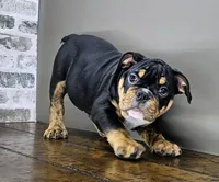 Jazzy, a female English Bulldog for sale in Delta, OH – Photo 2 of 10