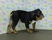 Jazzy, a female English Bulldog for sale in Delta, OH – Photo 9 of 9