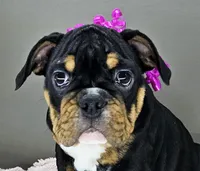 Jazzy, a female English Bulldog for sale in Delta, OH – Photo 1 of 10