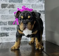 Rose, a female English Bulldog for sale in Delta, OH – Photo 2 of 10