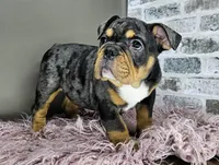 Rose, a female English Bulldog for sale in Delta, OH – Photo 5 of 10