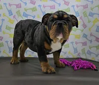 Rose, a female English Bulldog for sale in Delta, OH – Photo 8 of 9
