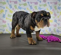 Rose, a female English Bulldog for sale in Delta, OH – Photo 9 of 9