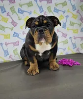 Rose, a female English Bulldog for sale in Delta, OH – Photo 3 of 9