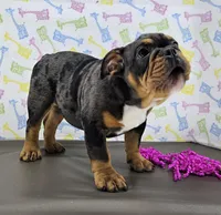 Rose, a female English Bulldog for sale in Delta, OH – Photo 5 of 9