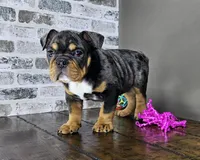 Rose, a female English Bulldog for sale in Delta, OH – Photo 6 of 10