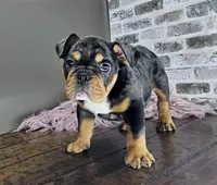 Rose, a female English Bulldog for sale in Delta, OH – Photo 8 of 10