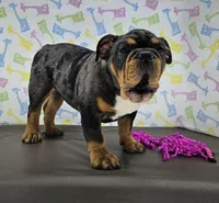 Rose, a female English Bulldog for sale in Delta, OH – Photo 6 of 9