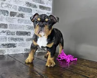 Rose, a female English Bulldog for sale in Delta, OH – Photo 7 of 10