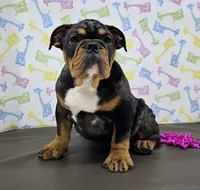 Rose, a female English Bulldog for sale in Delta, OH – Photo 4 of 9