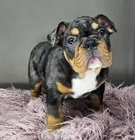 Rose, a female English Bulldog for sale in Delta, OH – Photo 3 of 10