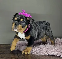 Rose, a female English Bulldog for sale in Delta, OH – Photo 1 of 10