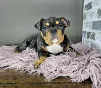 Rose, a female English Bulldog for sale in Delta, OH – Photo 10 of 10