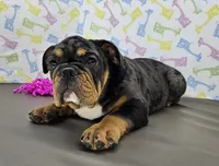 Rose, a female English Bulldog for sale in Delta, OH – Photo 7 of 9