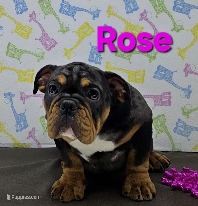 Rose – English Bulldog puppy for sale in Delta, OH