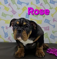 Rose, a female English Bulldog for sale in Delta, OH – Photo 1 of 9