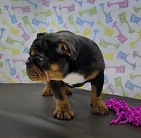 Rose, a female English Bulldog for sale in Delta, OH – Photo 2 of 9