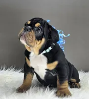 Izzy, a male English Bulldog for sale in Delta, OH – Photo 4 of 10