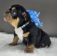 Izzy, a male English Bulldog for sale in Delta, OH – Photo 8 of 10