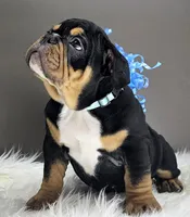 Izzy, a male English Bulldog for sale in Delta, OH – Photo 3 of 10