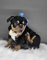 Izzy, a male English Bulldog for sale in Delta, OH – Photo 1 of 10
